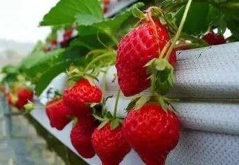 娱乐吃瓜酱草莓发卡,娱乐吃瓜酱的时尚宠儿